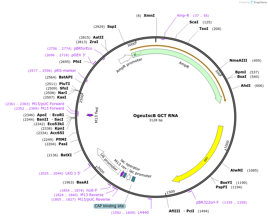 222862-plasmid-map-sequence-id-449454