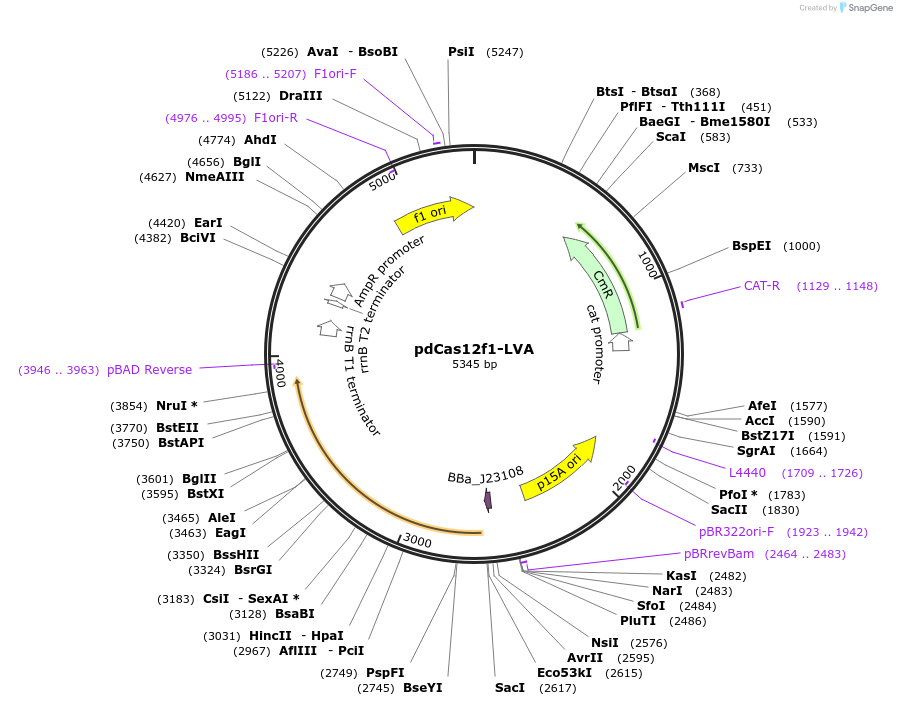 220993-plasmid-map-sequence-id-449466