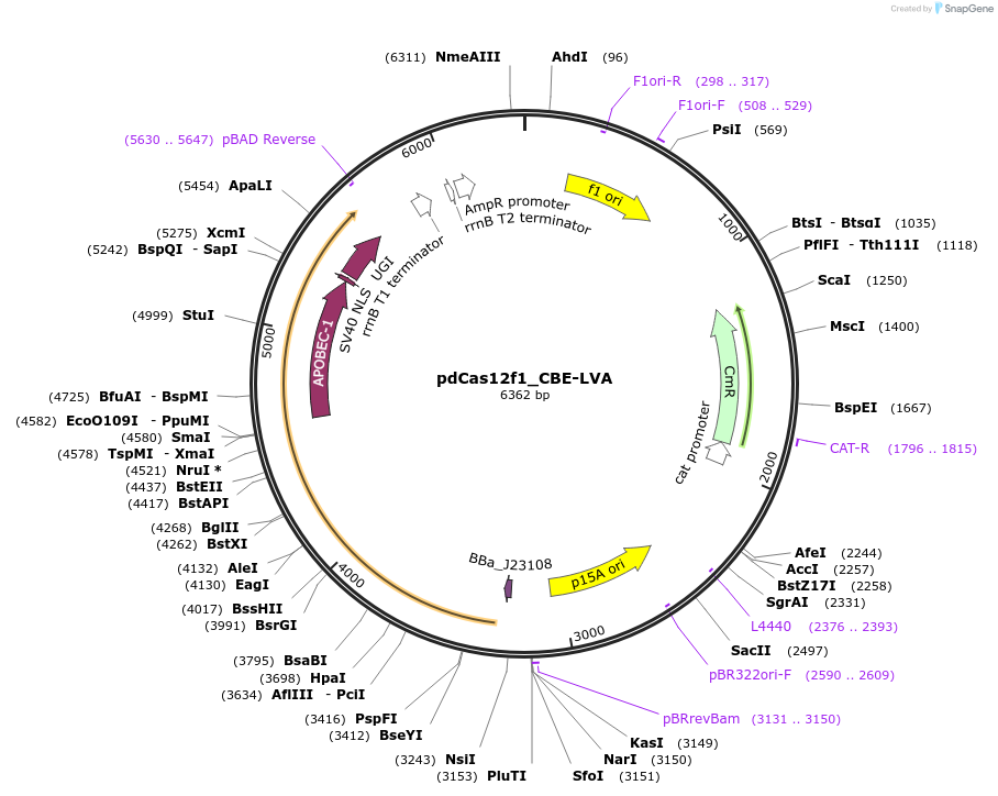 220994-plasmid-map-sequence-id-449467