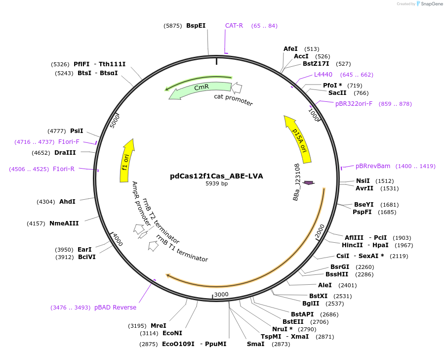 220995-plasmid-map-sequence-id-449468