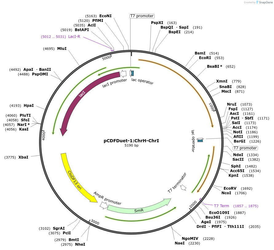 225083-plasmid-map-sequence-id-449503