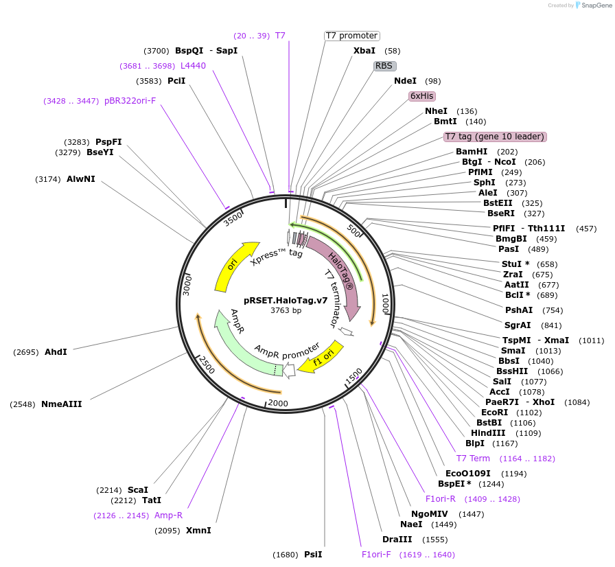 226197-plasmid-map-sequence-id-449504