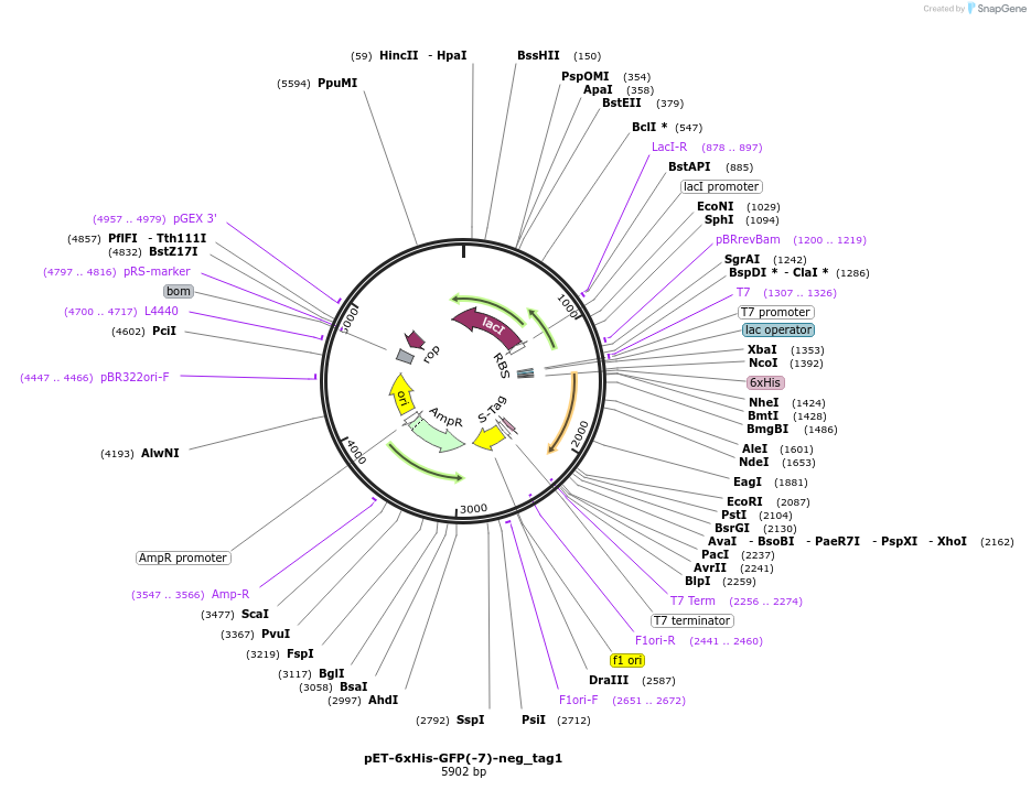 219419-plasmid-map-sequence-id-449505