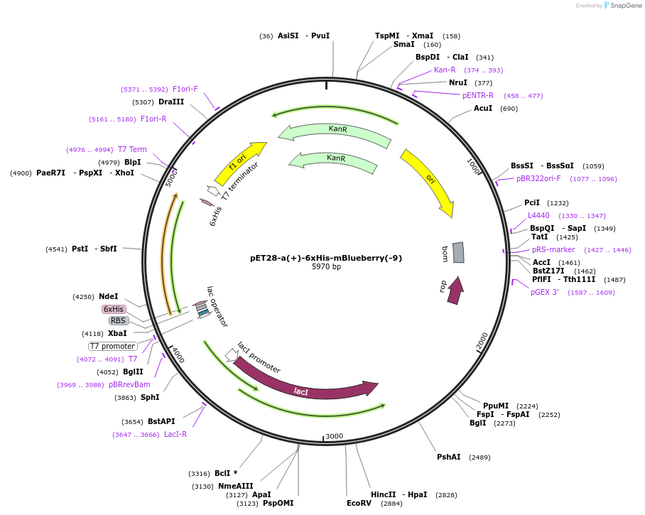 219416-plasmid-map-sequence-id-449507