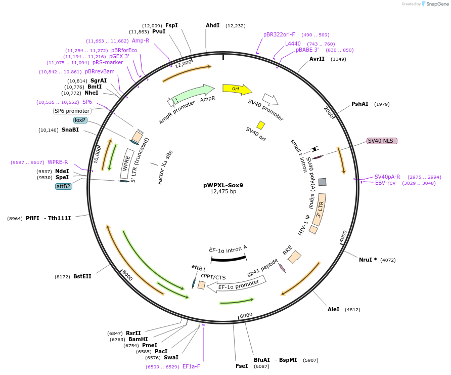 36979-plasmid-map-sequence-id-449511