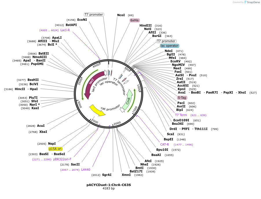 225080-plasmid-map-sequence-id-449514