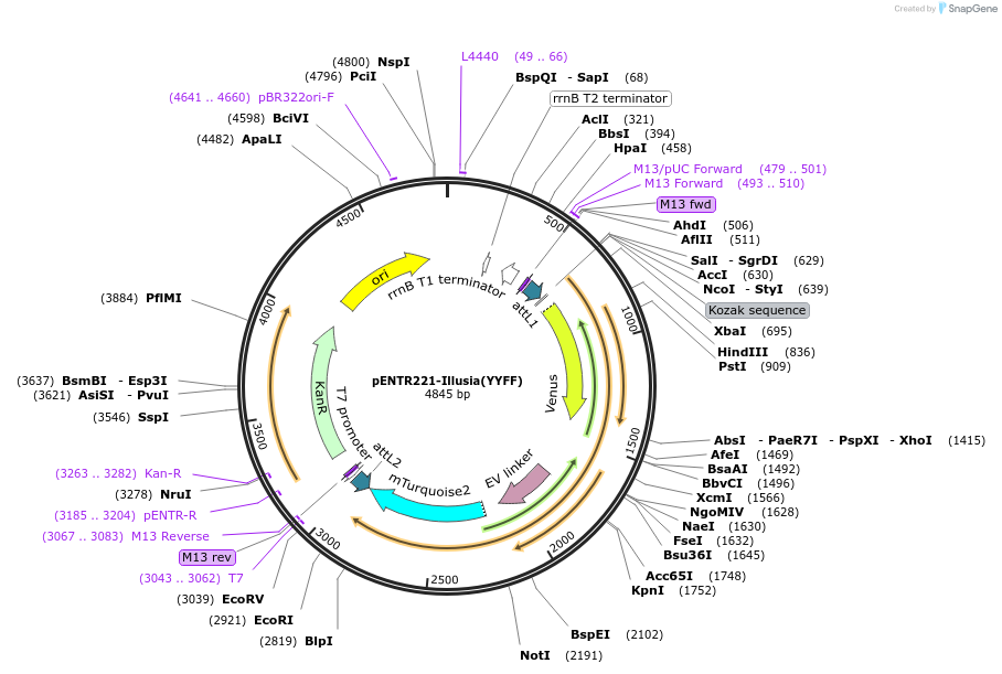215443-plasmid-map-sequence-id-449515