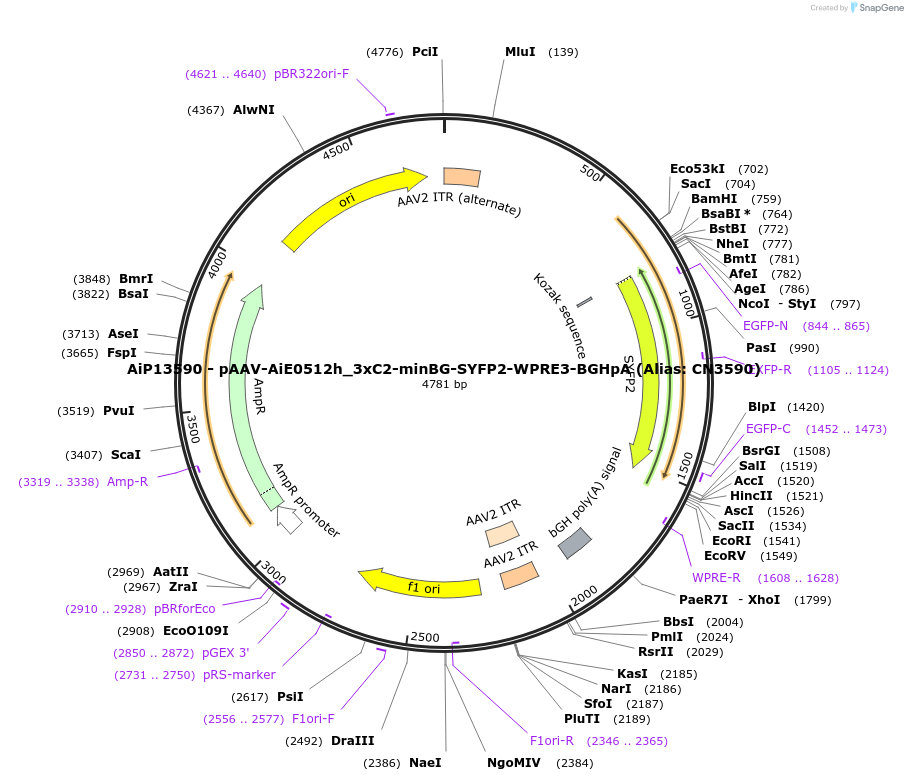 224032-plasmid-map-sequence-id-449523