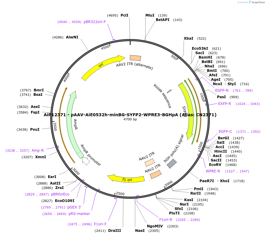 224057-plasmid-map-sequence-id-449524