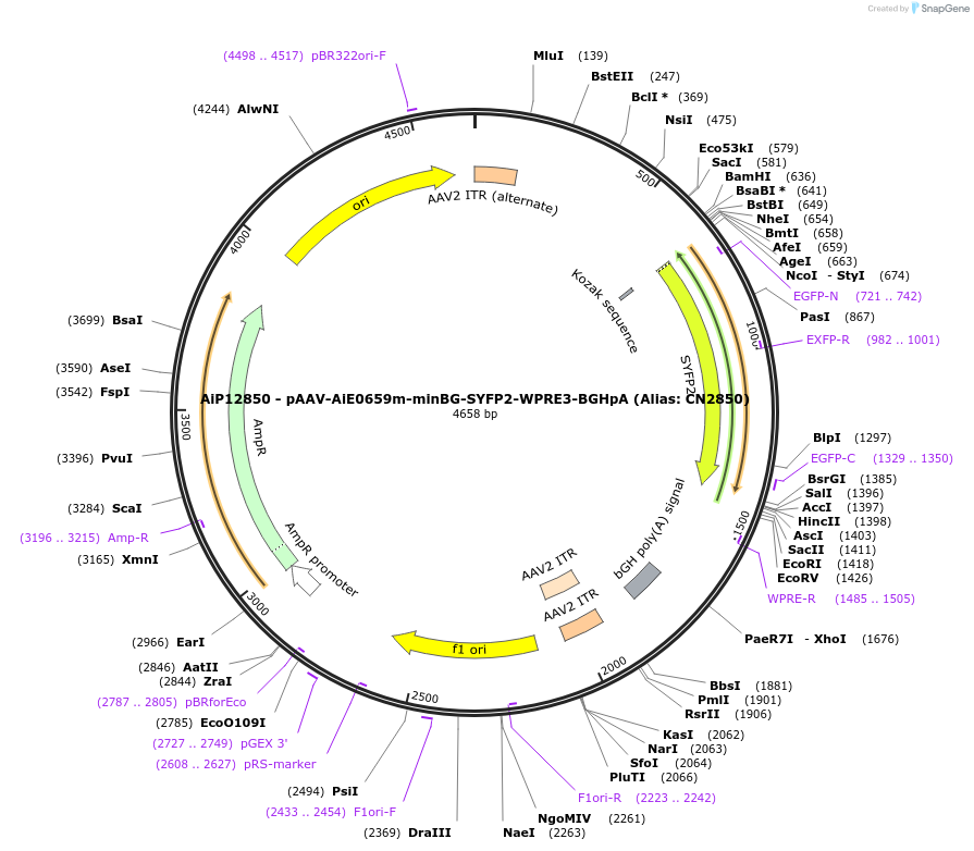 224010-plasmid-map-sequence-id-449525