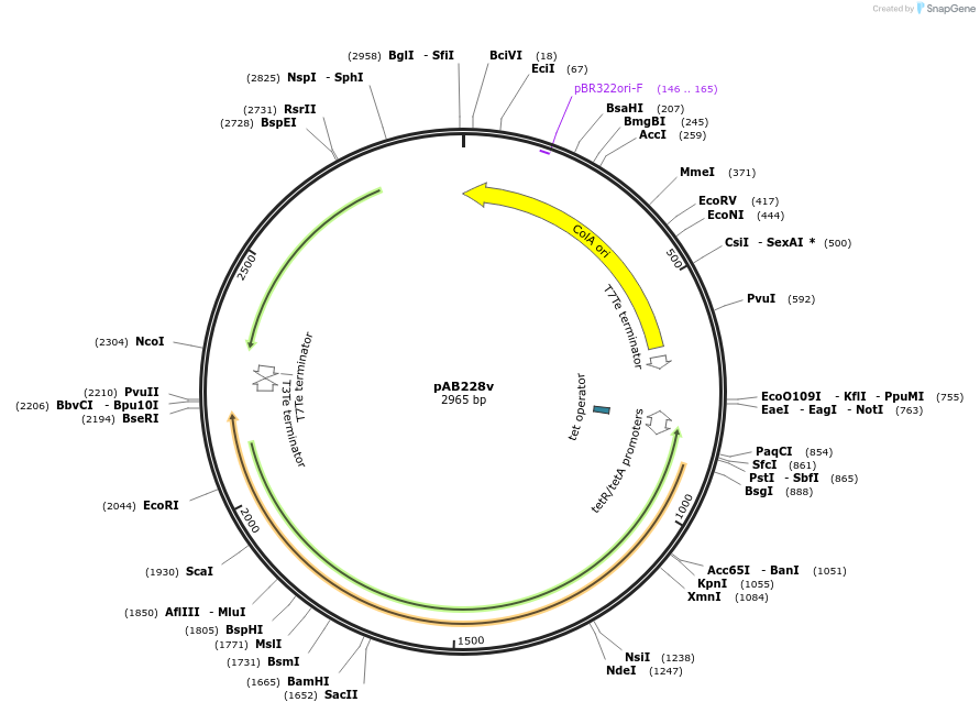 209744-plasmid-map-sequence-id-449526