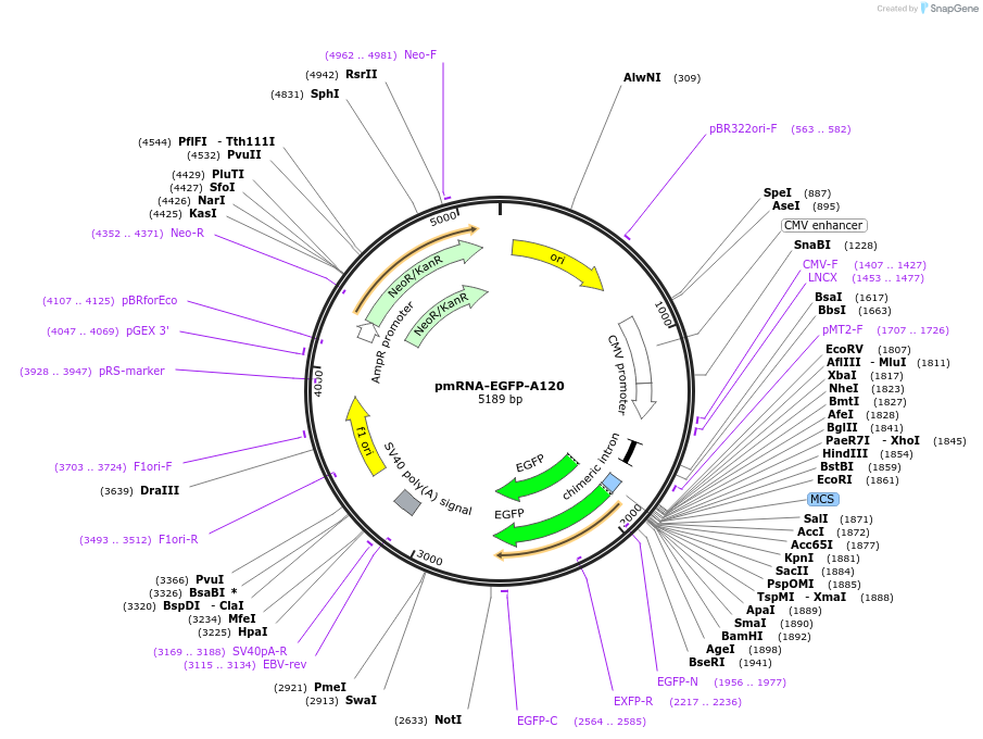 225903-plasmid-map-sequence-id-449542