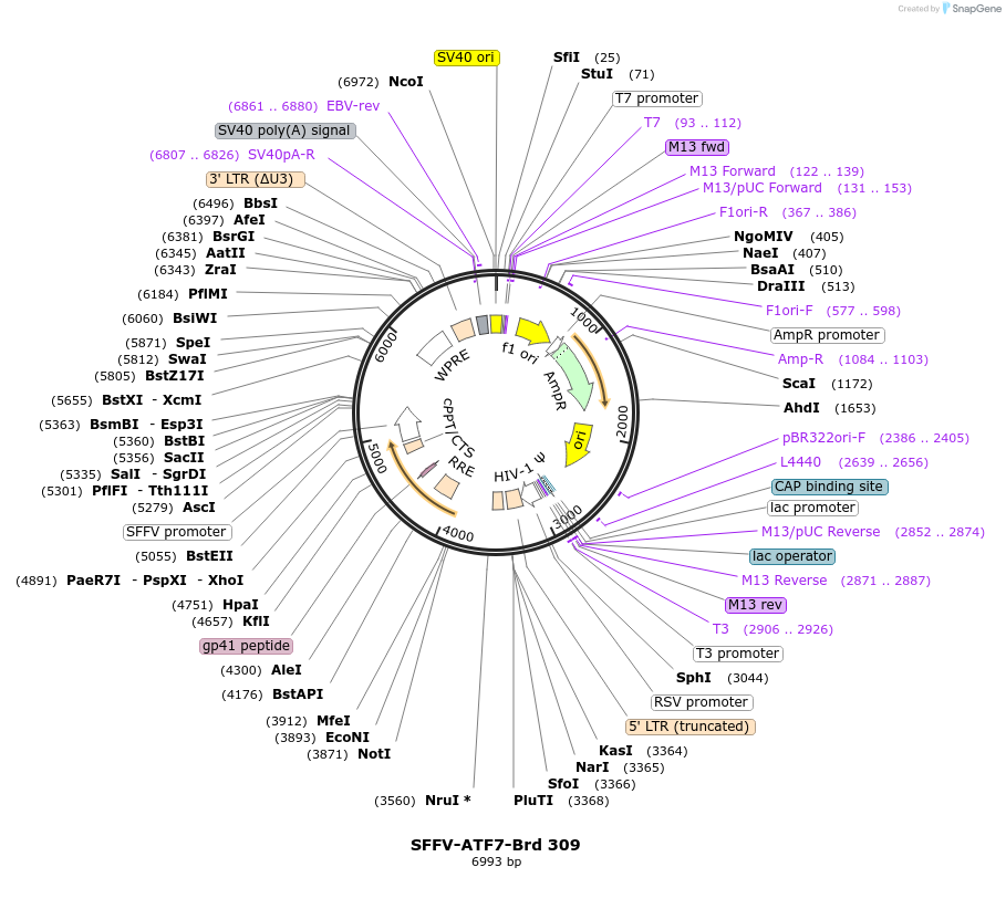 219243-plasmid-map-sequence-id-449552
