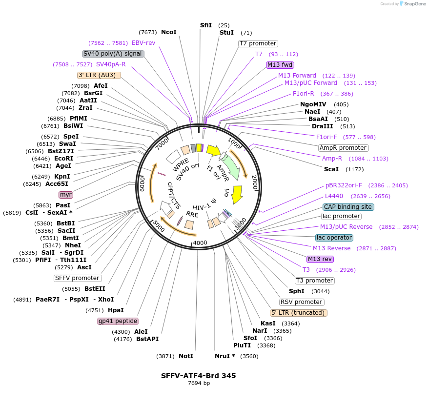 219271-plasmid-map-sequence-id-449553