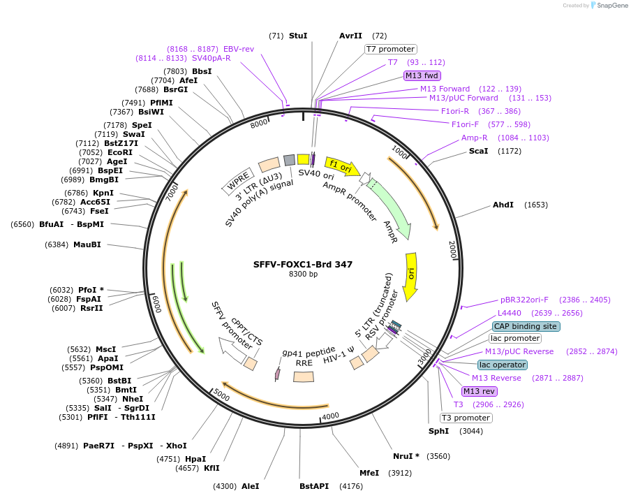 219273-plasmid-map-sequence-id-449554
