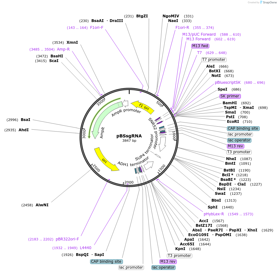 224867-plasmid-map-sequence-id-449555