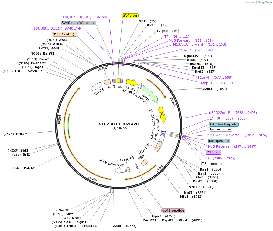 219344-plasmid-map-sequence-id-449557