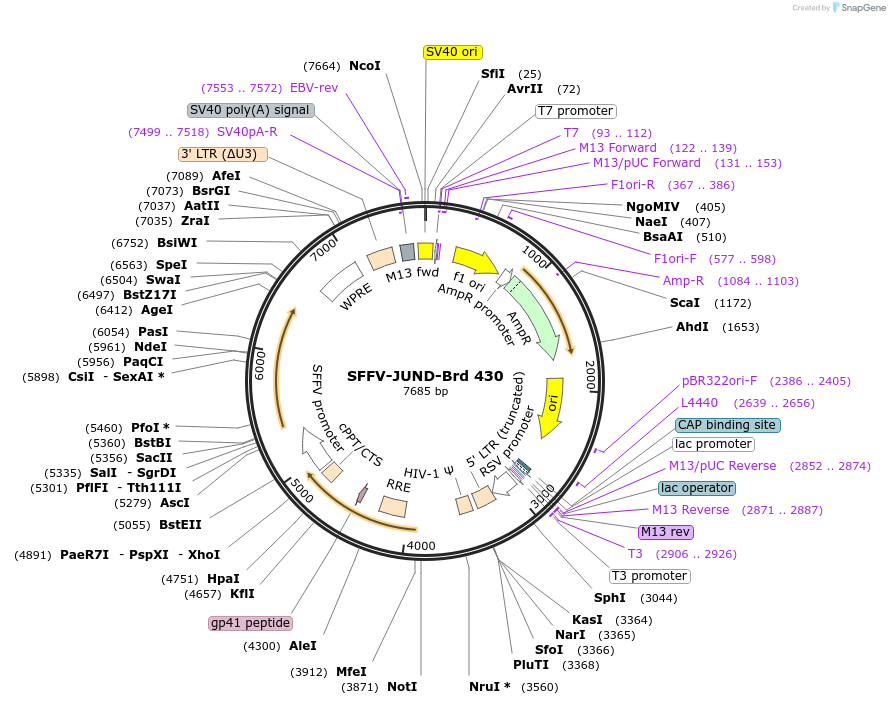 219345-plasmid-map-sequence-id-449558