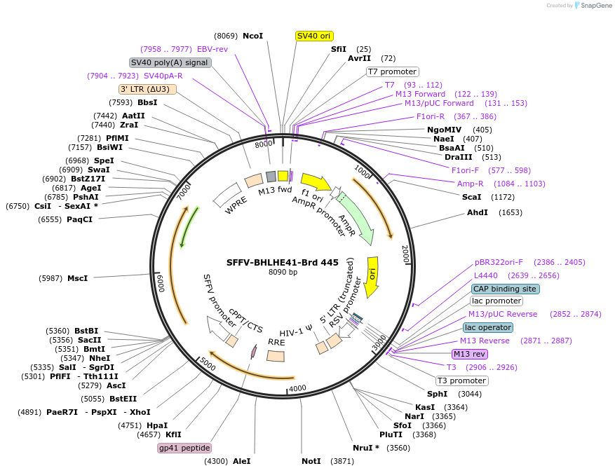 219352-plasmid-map-sequence-id-449559