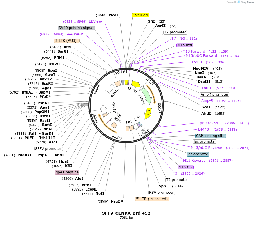 219358-plasmid-map-sequence-id-449560