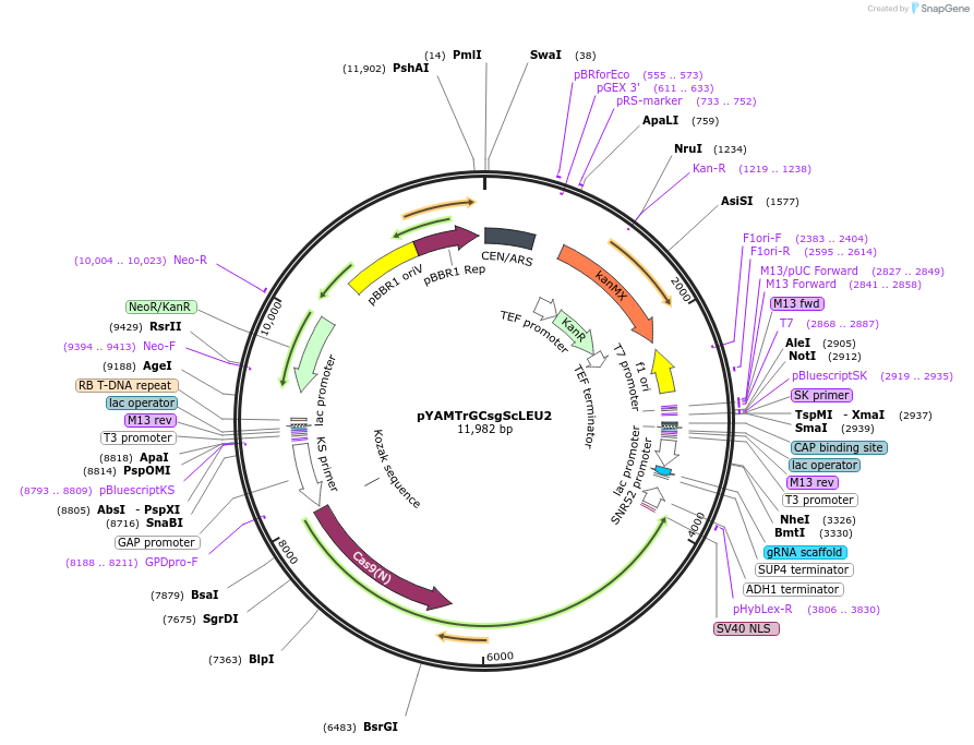 224869-plasmid-map-sequence-id-449561