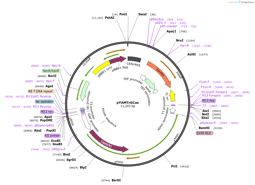 224866-plasmid-map-sequence-id-449564