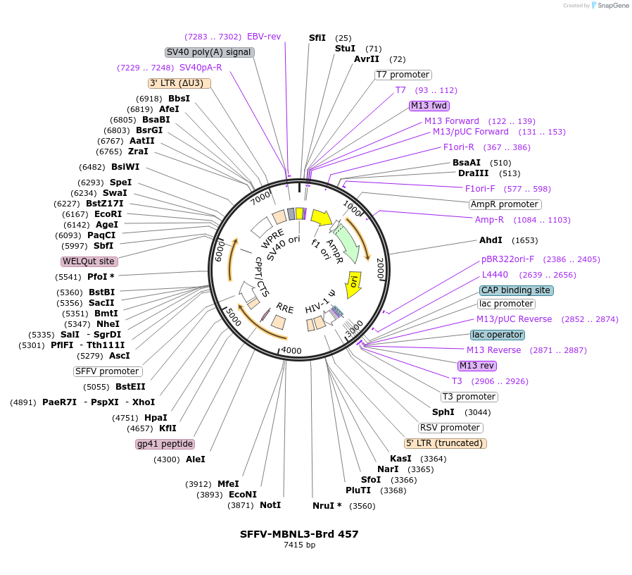 219363-plasmid-map-sequence-id-449566