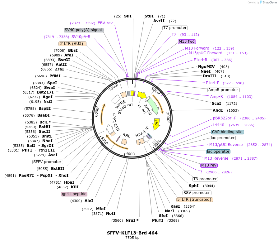 219367-plasmid-map-sequence-id-449568