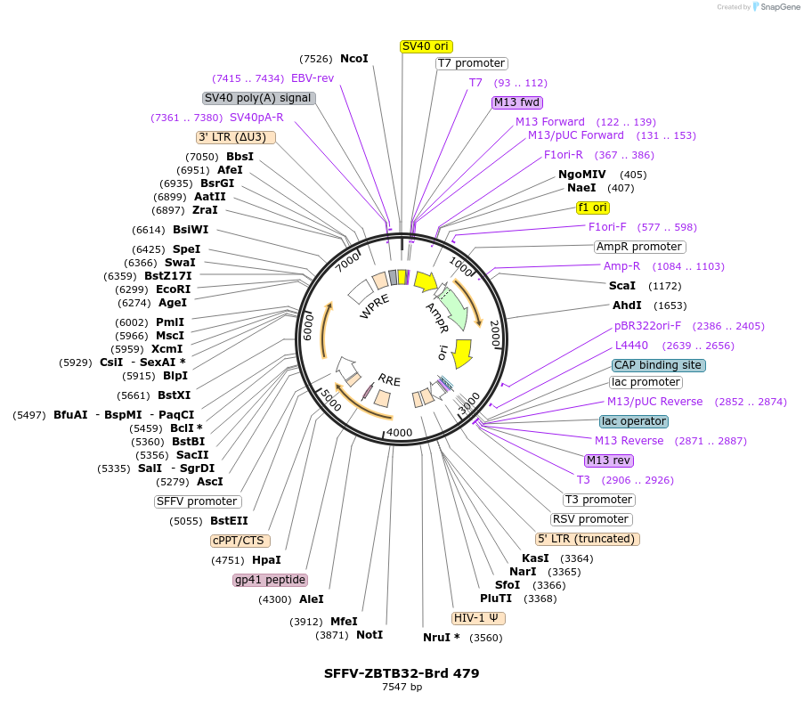 219379-plasmid-map-sequence-id-449578