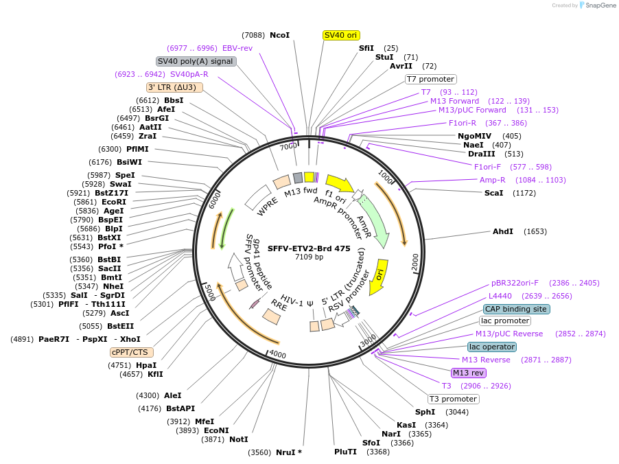 219376-plasmid-map-sequence-id-449579
