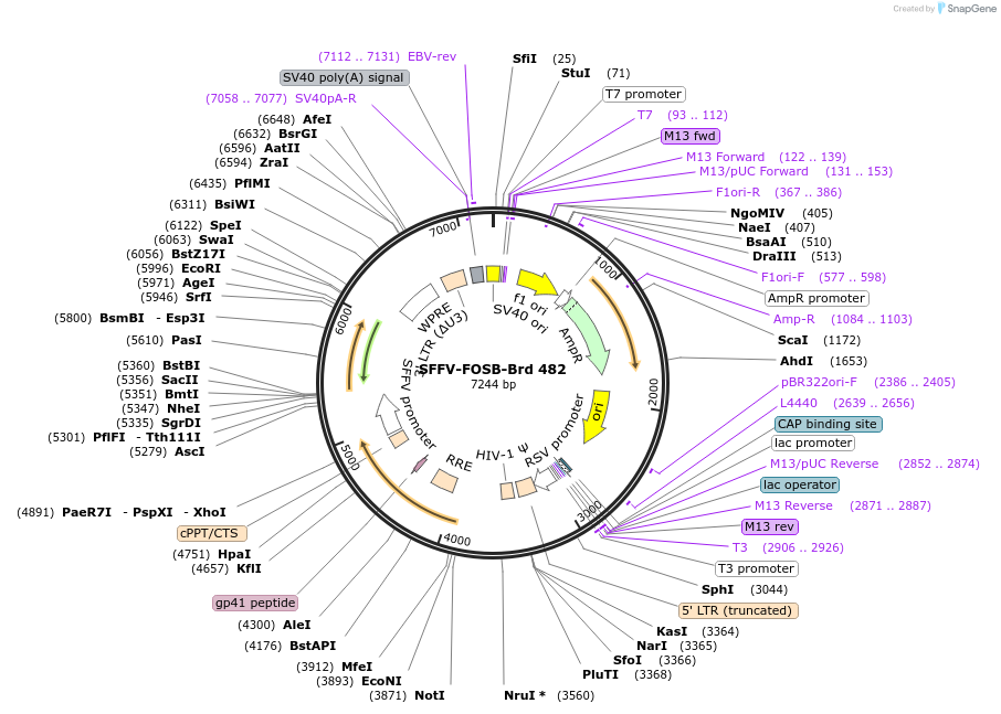 219381-plasmid-map-sequence-id-449581