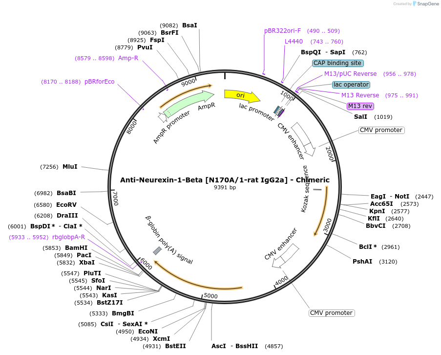 227063-plasmid-map-sequence-id-449588
