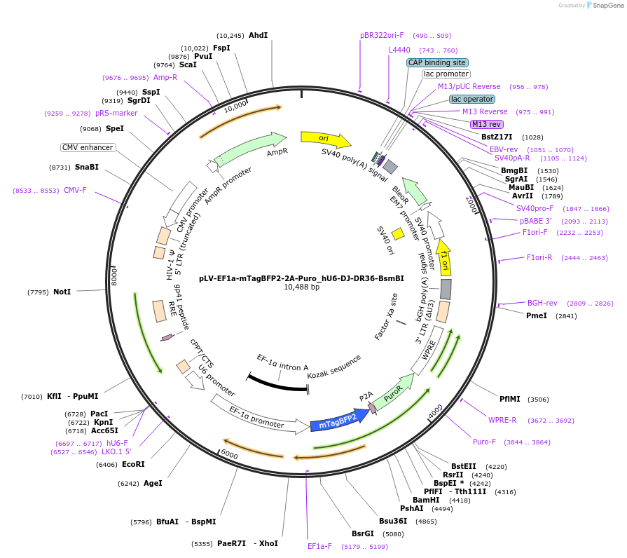 226009-plasmid-map-sequence-id-449596