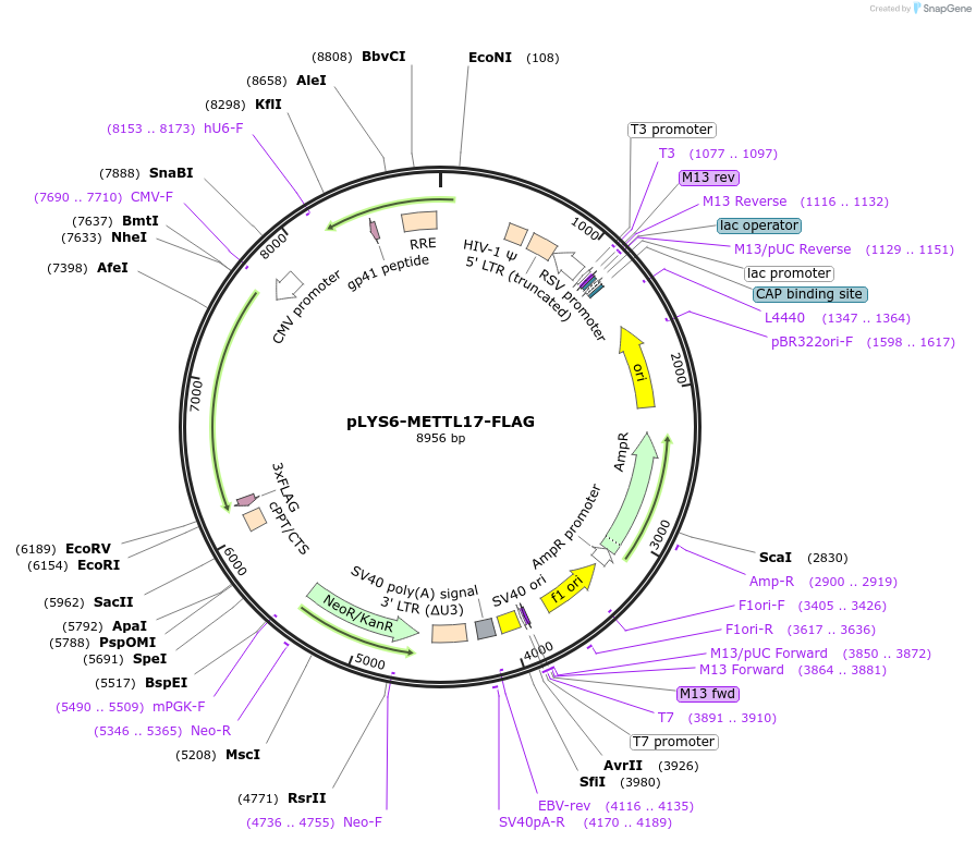 220875-plasmid-map-sequence-id-449598
