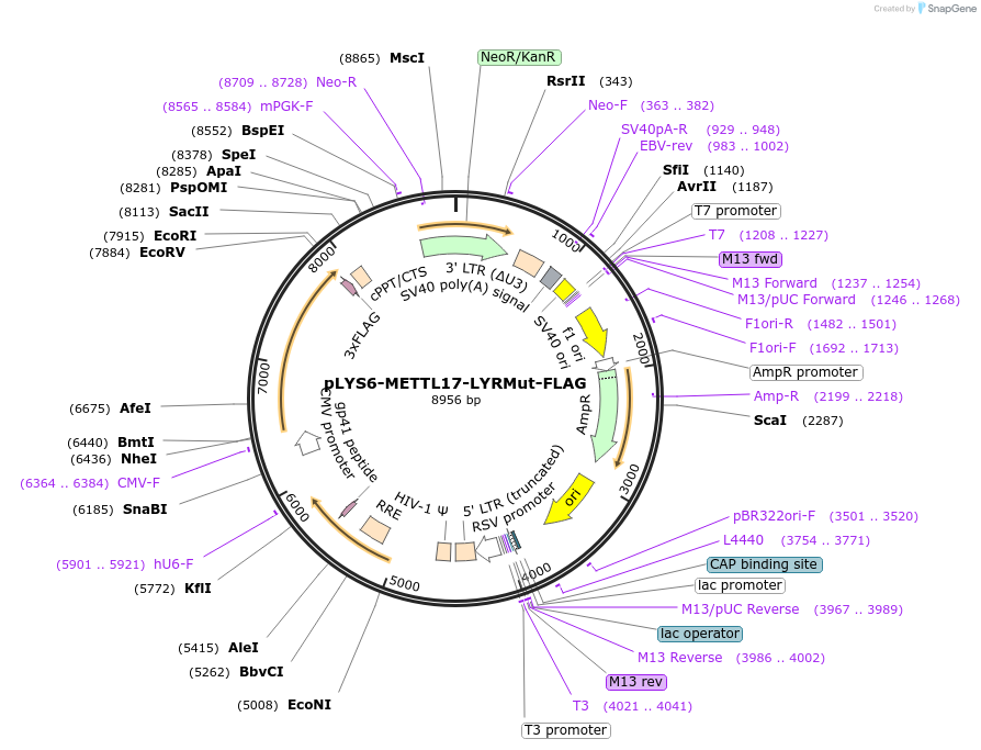 220877-plasmid-map-sequence-id-449599