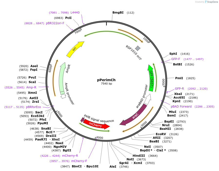 227013-plasmid-map-sequence-id-449603