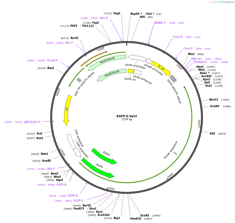 66832-plasmid-map-sequence-id-449609