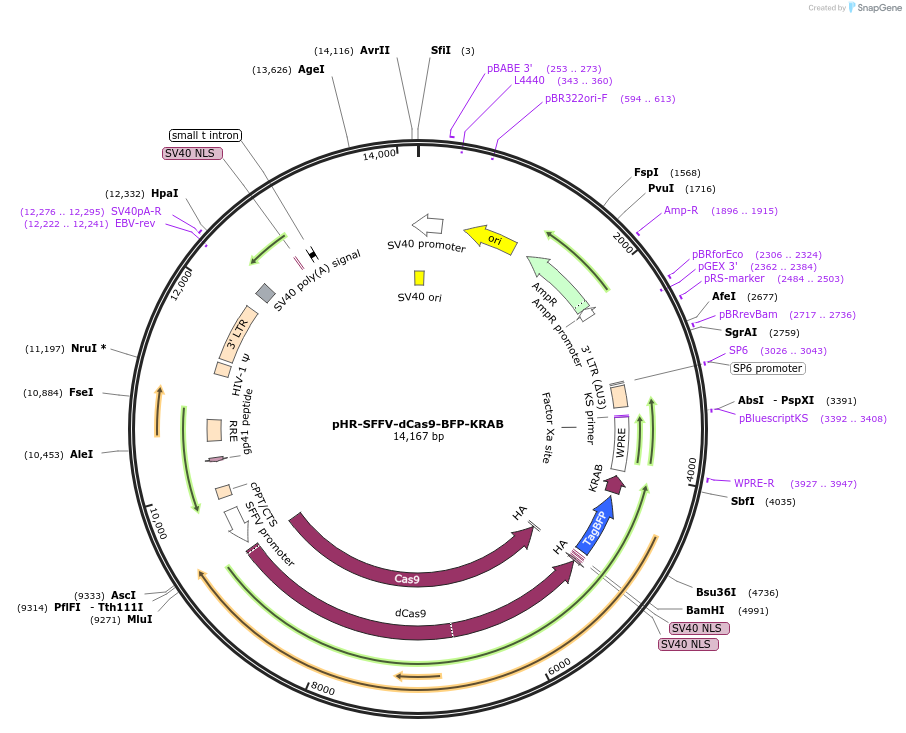 46911-plasmid-map-sequence-id-449615