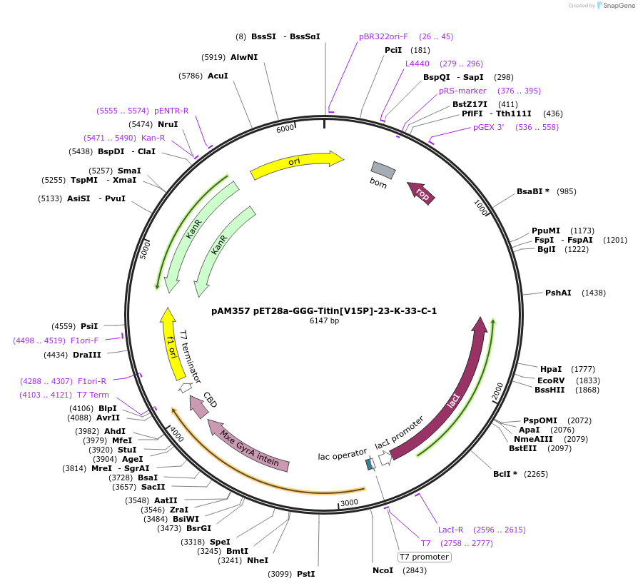 226353-plasmid-map-sequence-id-449619