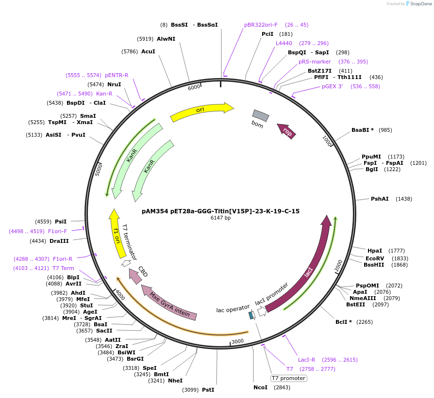 226350-plasmid-map-sequence-id-449622