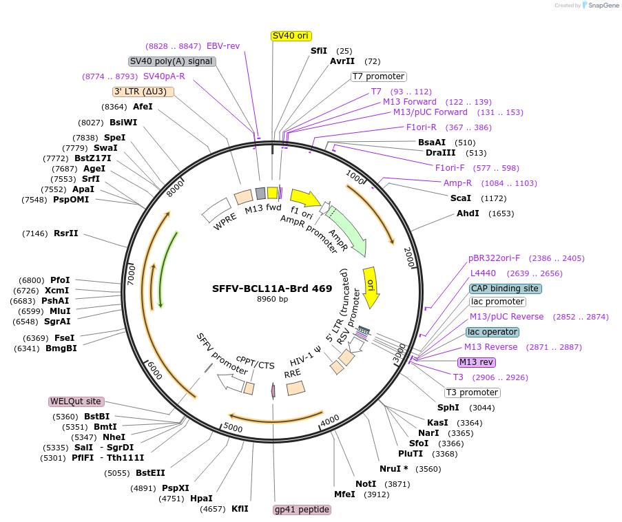 219370-plasmid-map-sequence-id-449625
