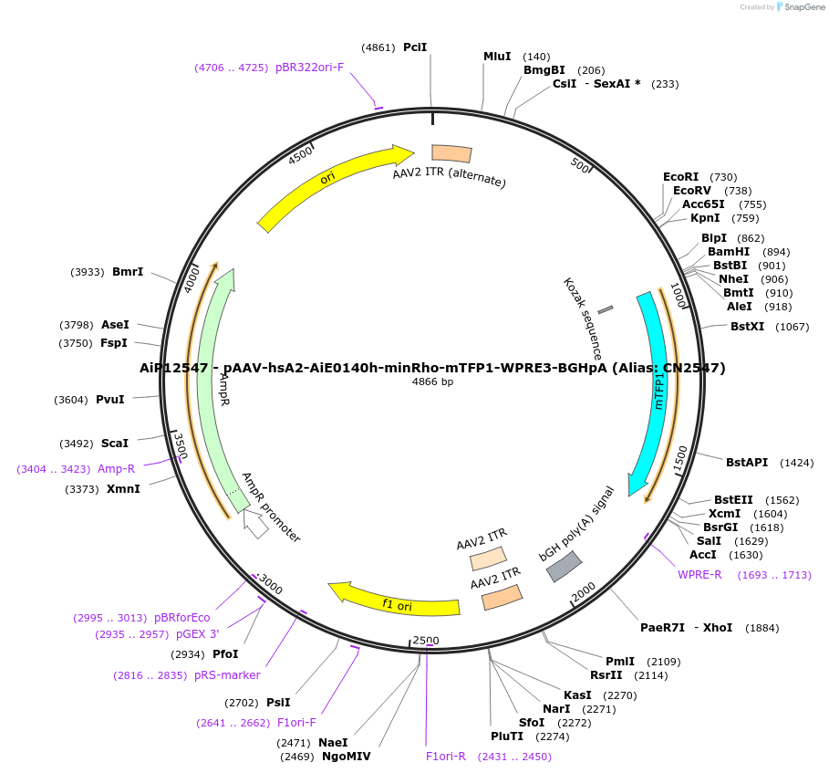 224061-plasmid-map-sequence-id-449639