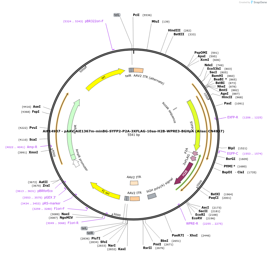 224053-plasmid-map-sequence-id-449641