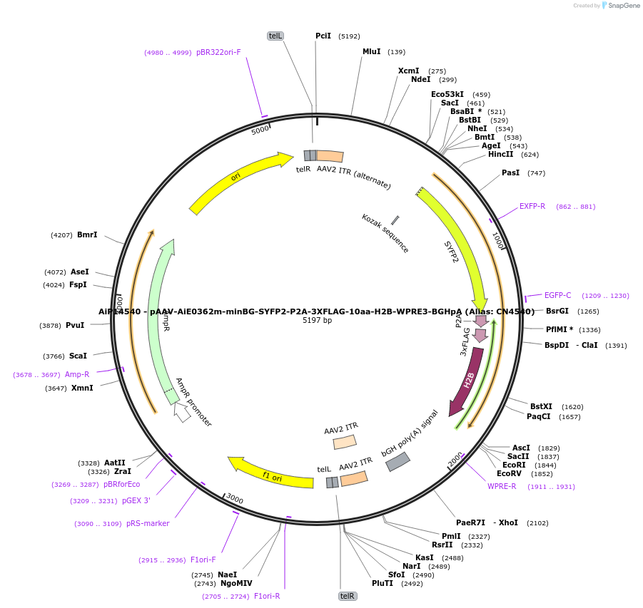 224049-plasmid-map-sequence-id-449647