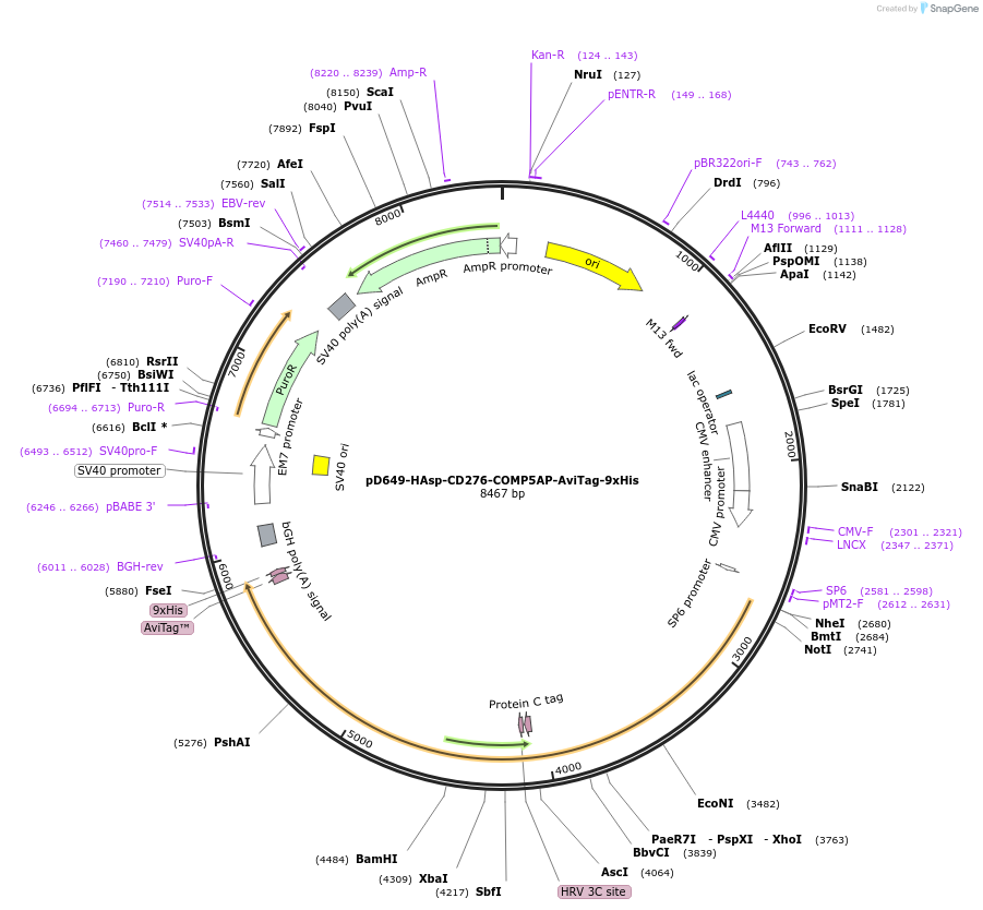 157425-plasmid-map-sequence-id-449664
