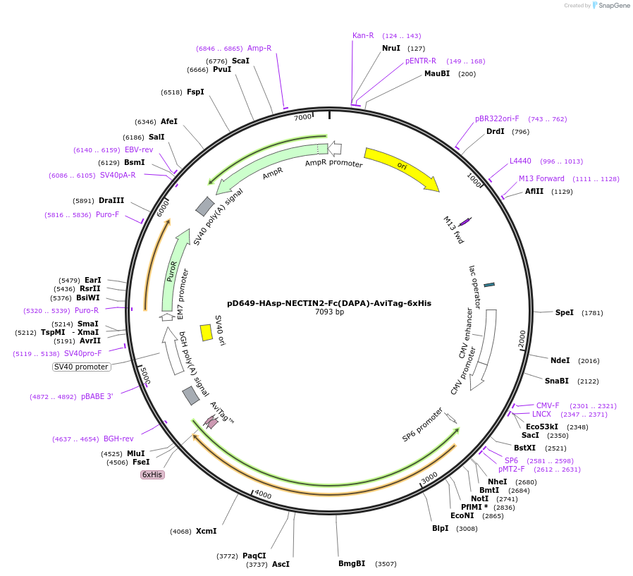 156767-plasmid-map-sequence-id-449665