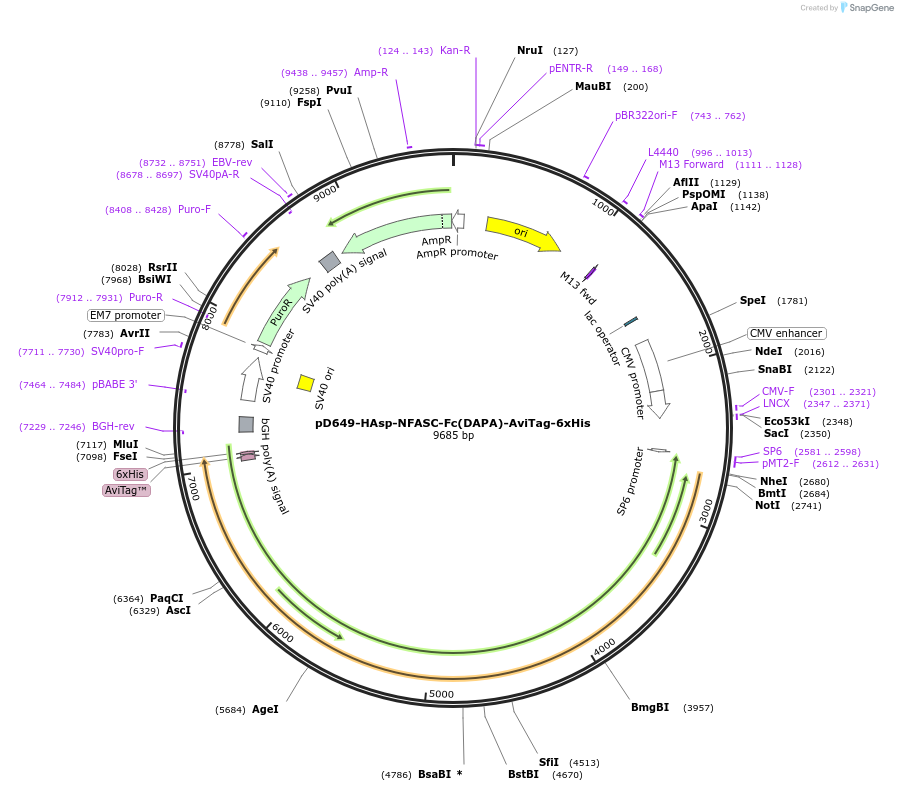 157035-plasmid-map-sequence-id-449668