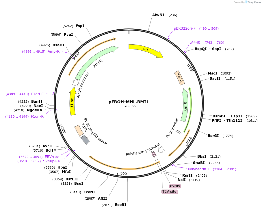224711-plasmid-map-sequence-id-449673