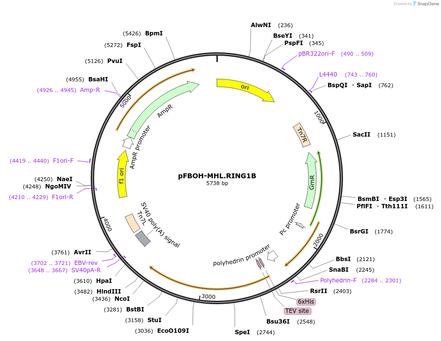 224712-plasmid-map-sequence-id-449675