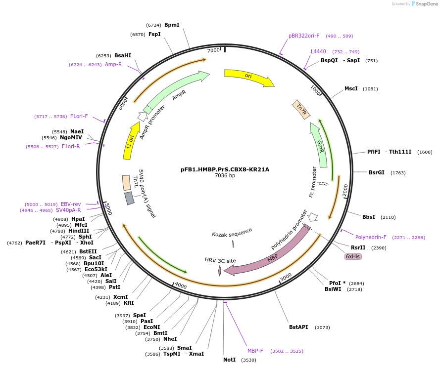 224709-plasmid-map-sequence-id-449676